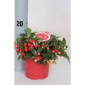 Gaultheria Big Berry P13