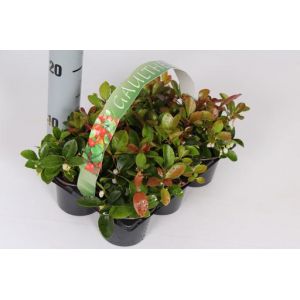 Gaultheria Procumbens 6-Pack