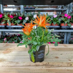 Gazania 10.5Cm Pot - Our Selection