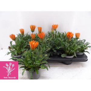 Gazania 10.5Cm Pot - Our Selection - image 2