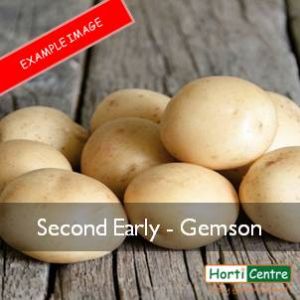 Gemson Scottish Seed Potatoes 20Kg