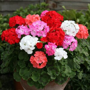 Geranium Cabaret Mixed F2- Kings Seeds