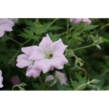 Geranium Dreamland C2 Pot - image 1