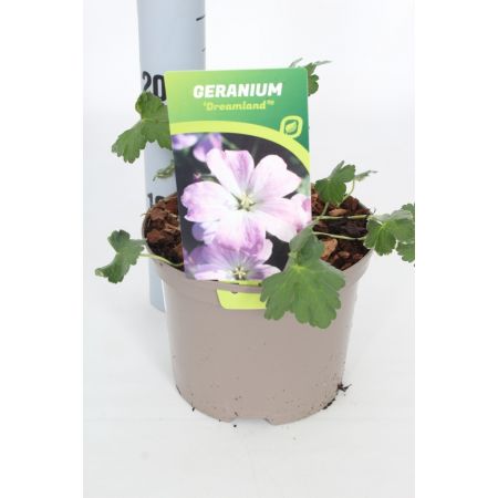 Geranium Dreamland C2 Pot - image 2