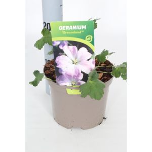Geranium Dreamland C2 Pot - image 2