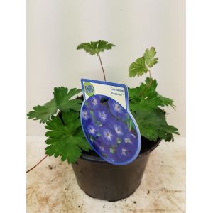 Geranium Rozanne C2