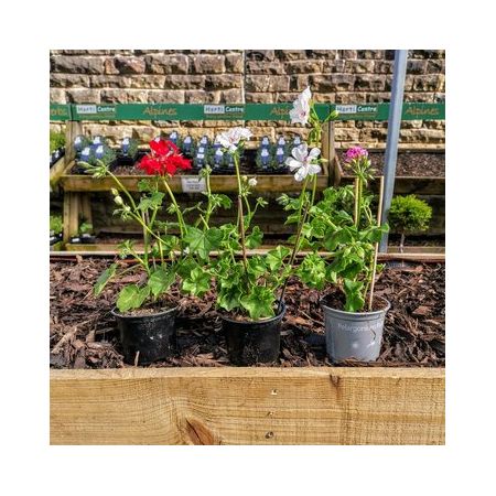 Geranium Trailing 10.5Cm - Our Selection/Colour May Vary