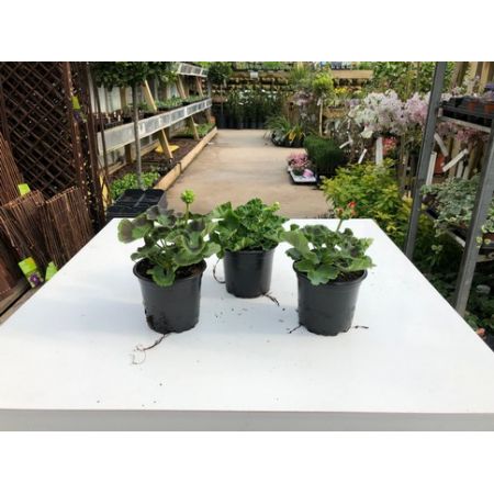 Geranium Upright 10.5Cm - Our Selection/Colour May Vary - image 1