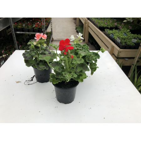 Geranium Upright 10.5Cm - Our Selection/Colour May Vary - image 2