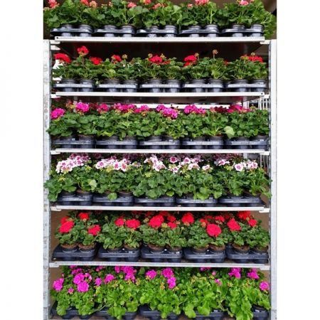 Geranium Upright 10.5Cm - Our Selection/Colour May Vary - image 3
