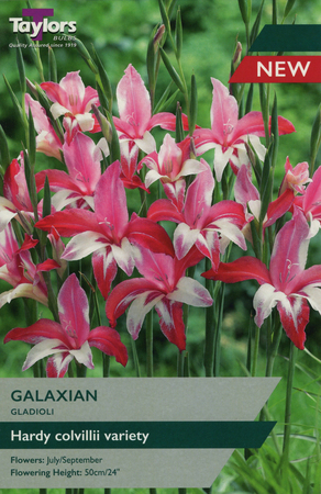 Gladioli Galaxian - 6 Bulb Pack