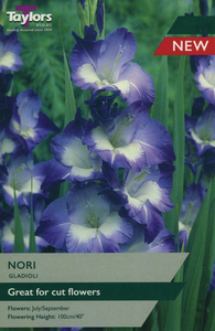 Gladioli Nori - 10 Bulb Pack