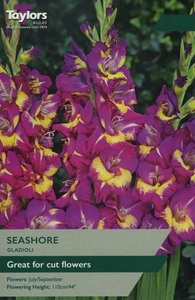 Gladioli Seashore 10 Bulb Pack