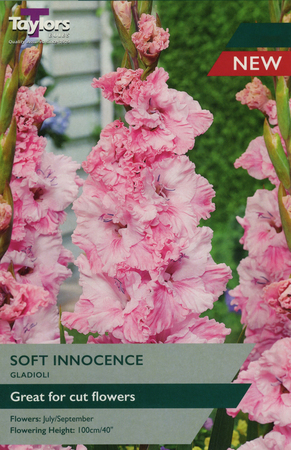 Gladioli Soft Innocence - 10 Bulb Pack