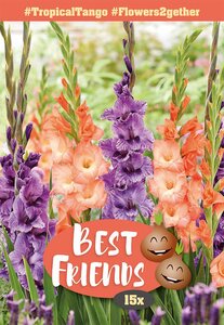 Gladioli Tropical Tango - 15 Bulb Pack
