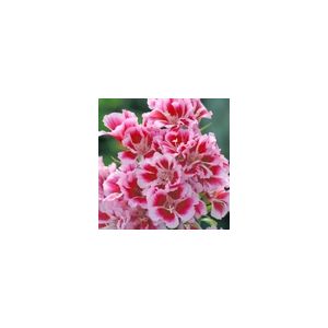 Godetia Amoena Rembrand- Kings Seeds