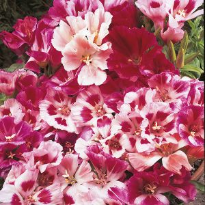 Godetia Azalea Flowered Kings Seeds