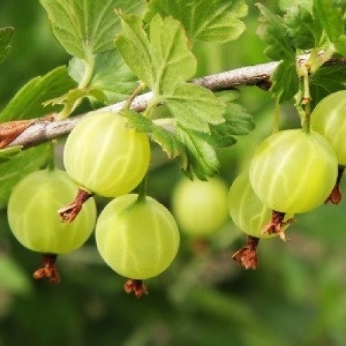 Gooseberry Hinnonmaki Yellow - Horticentre - Your Family Run Garden ...