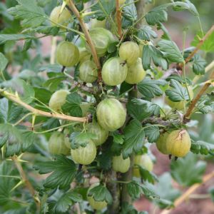 Gooseberry Invicta
