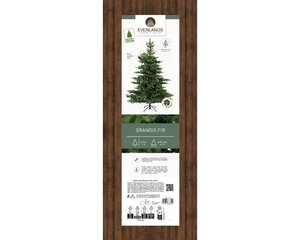 Grandis Fir 120 cm - image 3