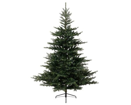 Grandis Fir 180 cm - image 2