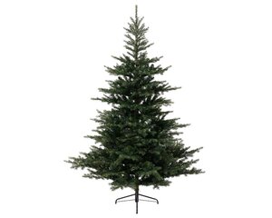Grandis Fir 180 cm - image 2