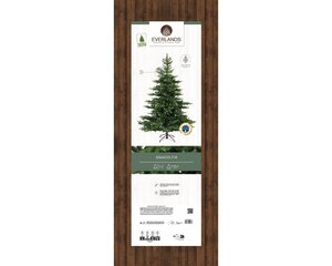 Grandis Fir 210 cm - image 3