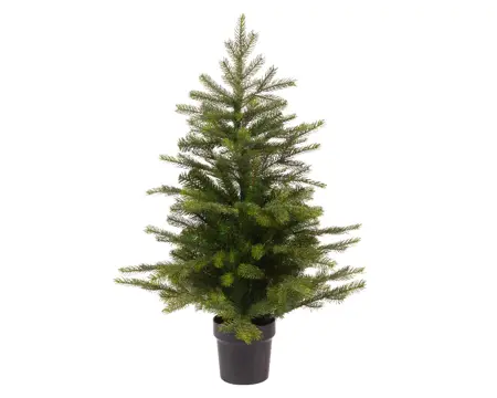 Grandis mini tree indoor 60cm