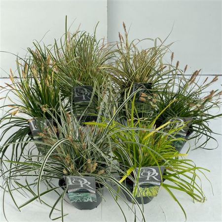 Grasses Mix C2