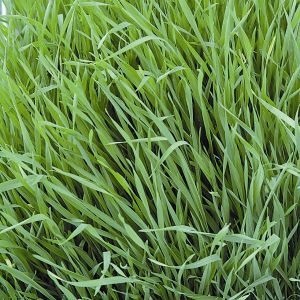 Green Manure - Grazing Rye - 6 sq.m.pack- Kings Seeds