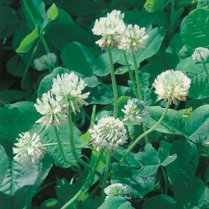 Green Manure - White Clover - 30Sq. M Pack- Kings Seeds