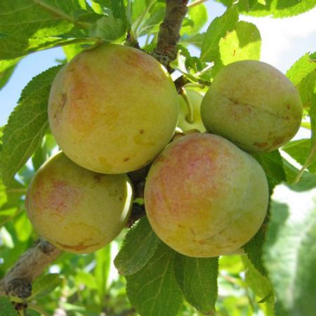 Greengage Dennistons Superb Sja