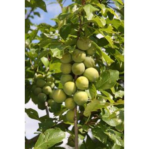 Greengage Old Greengage Sja