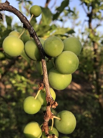 Greengage Old Greengage Sja