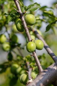 Greengage Old Greengage Vva-1 Dwarf