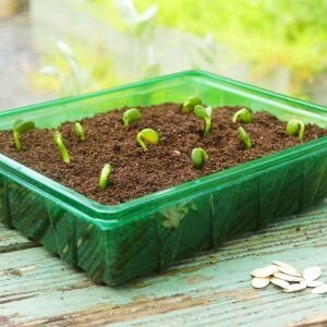 Gro-Sure Visiroot Half Seed Tray 8 Pack - image 1