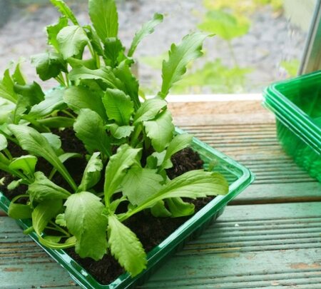 Gro-Sure Visiroot Seed Tray 4 Pack
