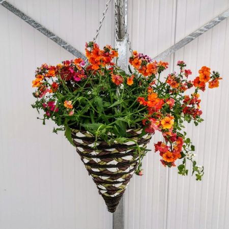 Hanging Basket Cone Topfill 12" £22.99