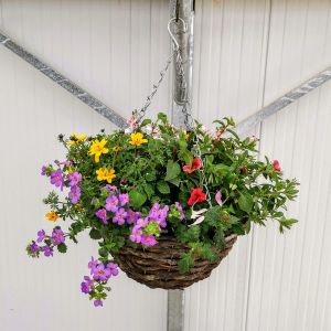 Hanging Basket Round Topfill 12" £19.99