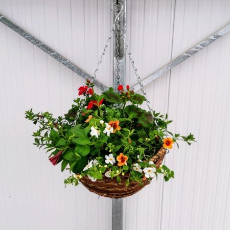 Hanging Basket Round Topfill 14" £29.99