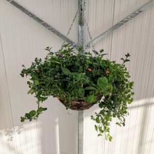 Hanging Basket Round Topfill 16" £34.99 2 For £60.00