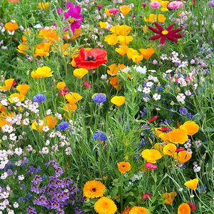 Hardy Annuals Bee Mixed - Kings Seeds