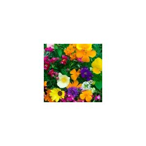 Hardy Annuals Dwarf Mix KIngs Seeds