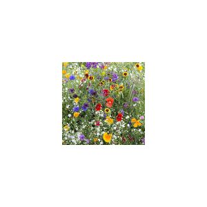 Hardy Annuals Early Flowering Mix- Kings Seeds