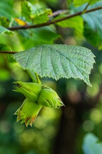 Hazel (Corylus) Nottingham 7 Litre