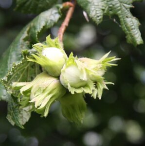 Hazel (Corylus) Nottingham 7 Litre