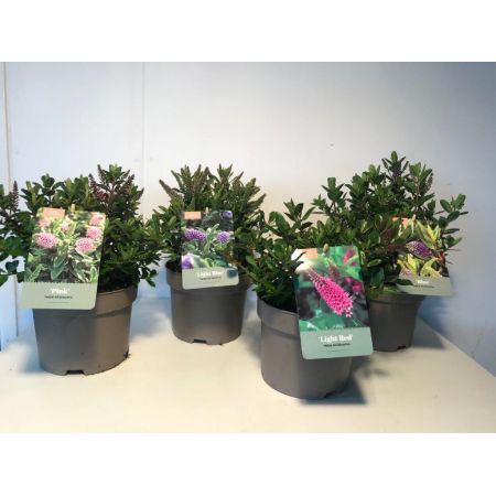 Hebe All Blooms Mix In 3 Varieties P17