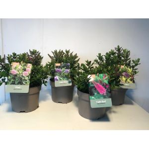 Hebe All Blooms Mix In 3 Varieties P17