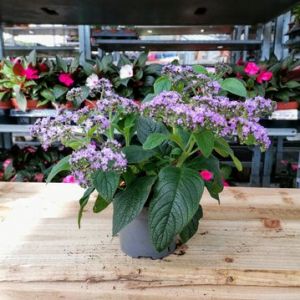 Heliotrope (Cherry Pie) 10.5Cm Pot - Our Selection
