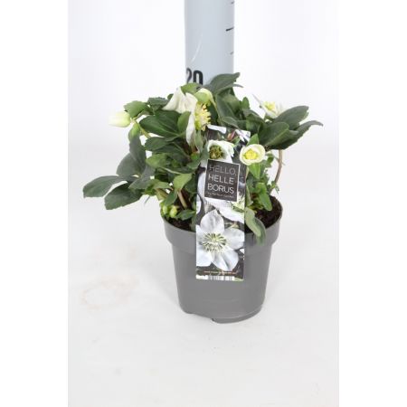 Helleborus Niger Christmas Carol P12 Pot c.20cm 5/7 Flowers